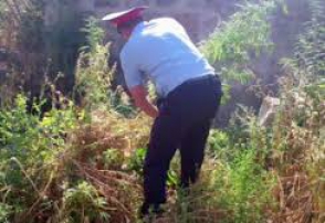 «Կանեփ-կակաչ-2016» համալիր օպերատիվ-կանխարգելիչ միջոցառման անցկացման ընթացքի վերաբերյալ